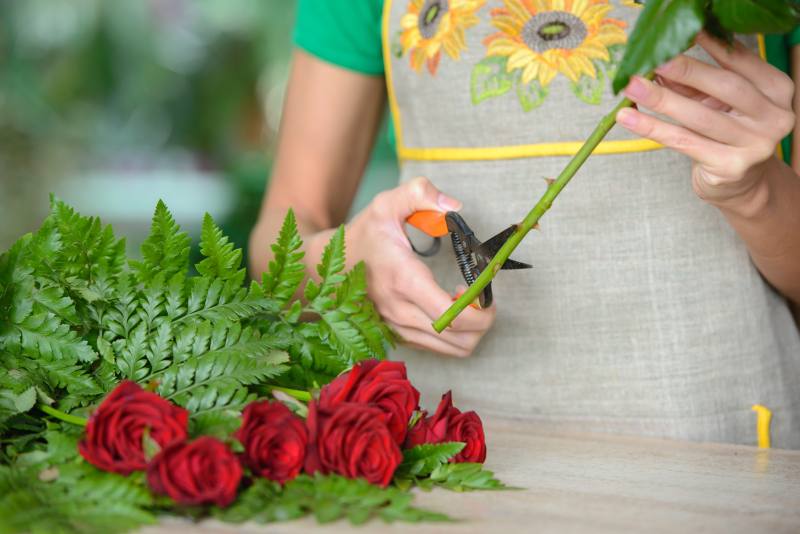 Jak utrzymać długotrwałe kwitnienie róży? Praktyczne wskazówki pielęgnacyjne dla pięknych róż.