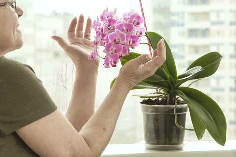 Sposoby na zwiększenie wilgotności powietrza w przypadku kwiatów doniczkowych