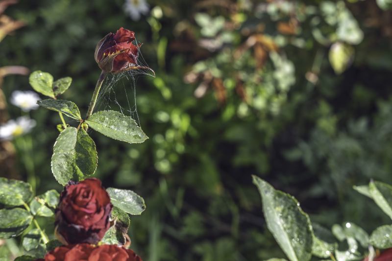Jak i kiedy zasadzić różę w ziemi – przewodnik krok po kroku z ilustrowanymi instrukcjami