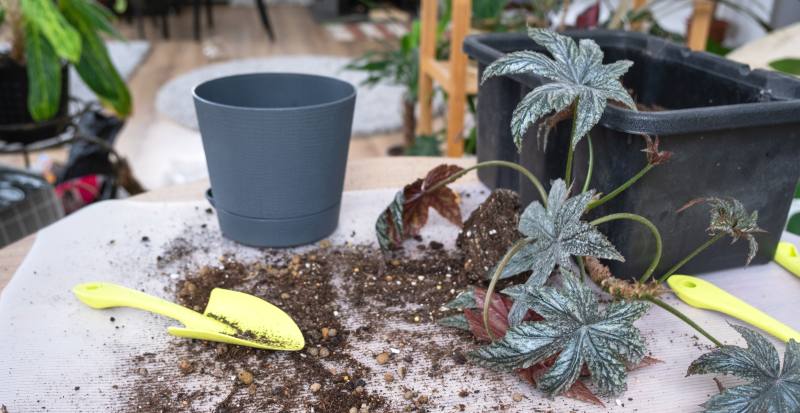 Sposoby ochrony roślin ogrodowych przed zimowym mrozem i zimnym wiatrem