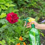 Jak pielęgnować i gdzie umieścić najpiękniejsze odmiany róż na pniu