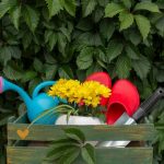 Rodzaje nachylków z barwnymi kwiatami idealne do ogrodów i doniczek z inspiracjami zdjęciowymi